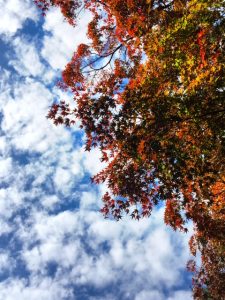 img_紅葉早い