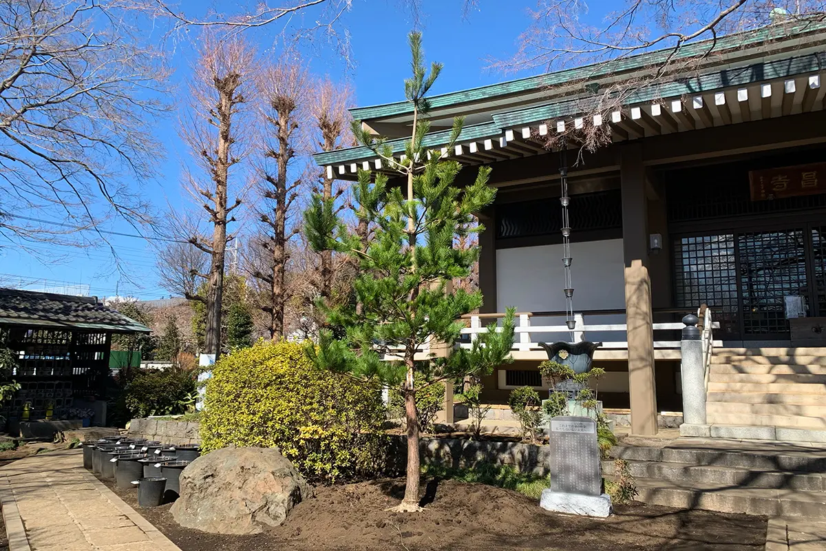 長昌寺のシンボルの松と紅葉