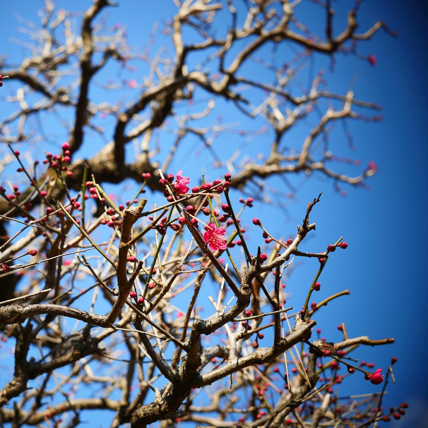 紅梅が開花しました