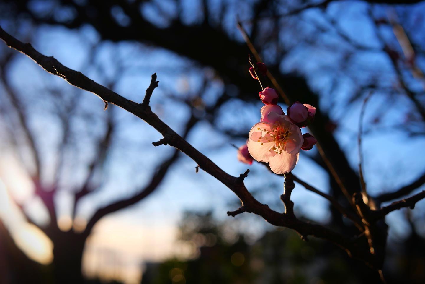 あんずが開花しました