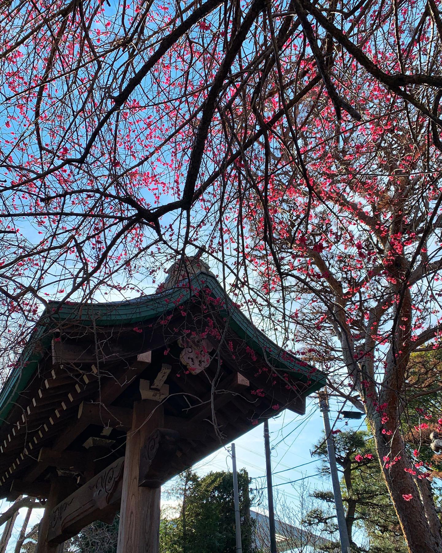 寺報を発送いたしました