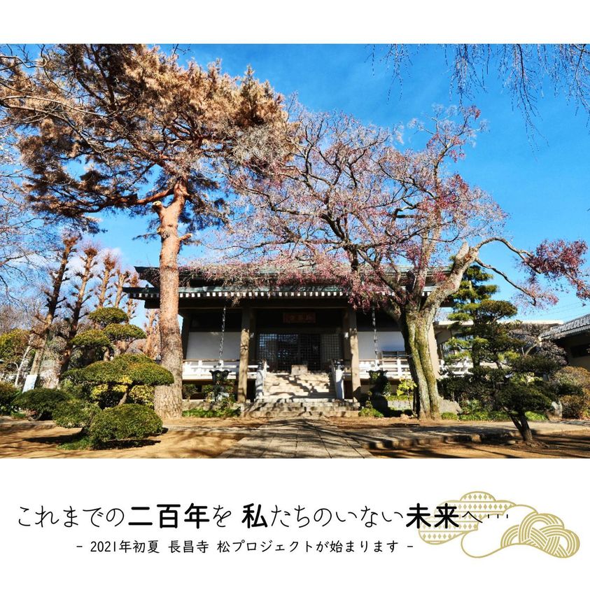 長昌寺 松プロジェクトが始まります