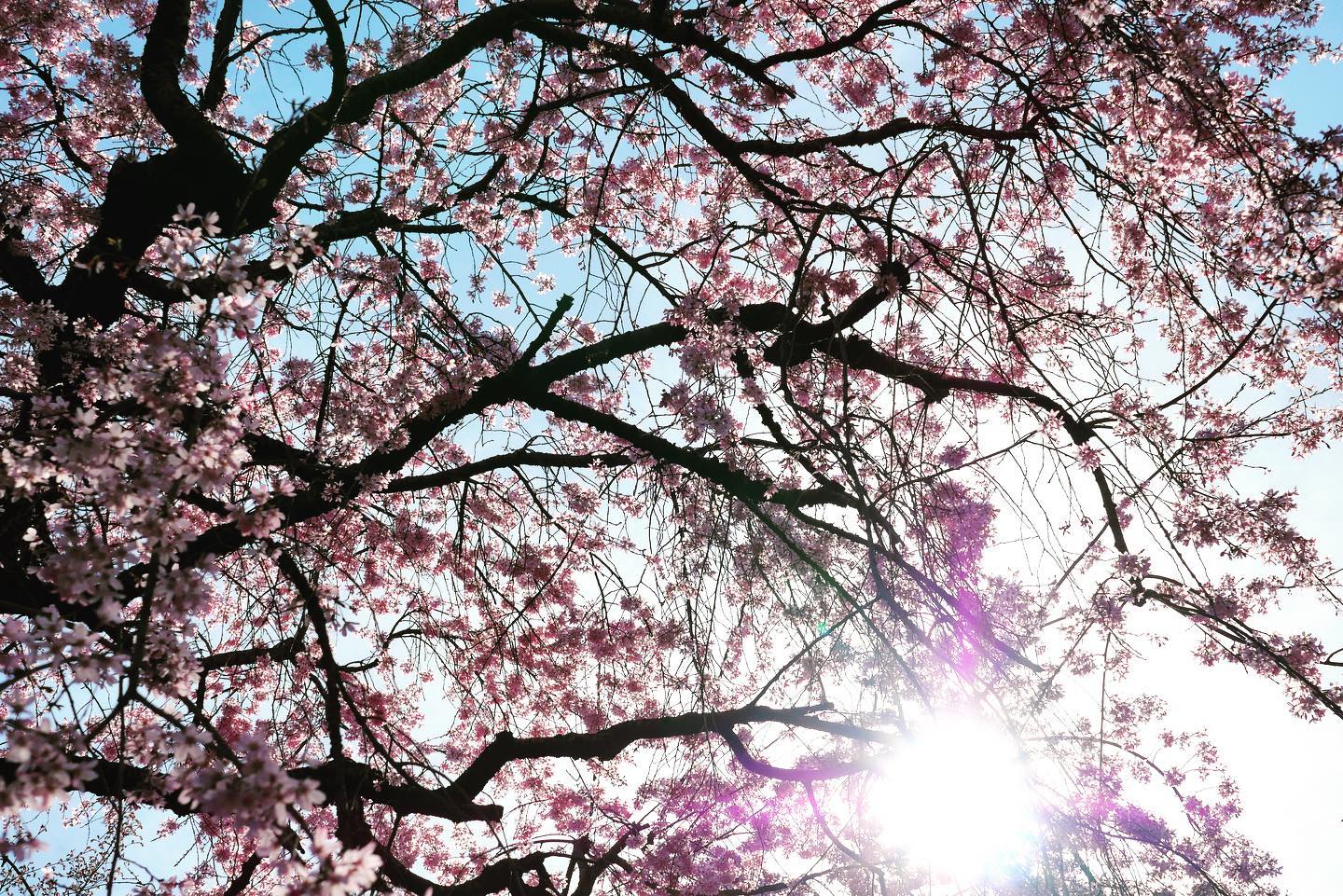 枝垂れ桜が満開です