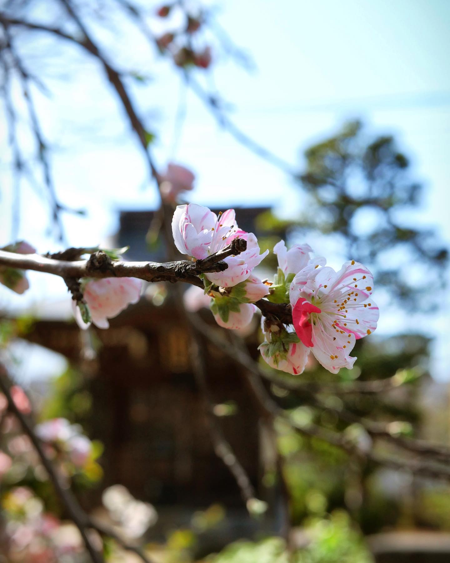 枝垂れ桃が開花しました