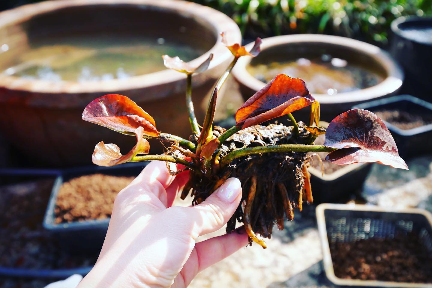 蓮の植え付け　お手伝いしてくださる方募集