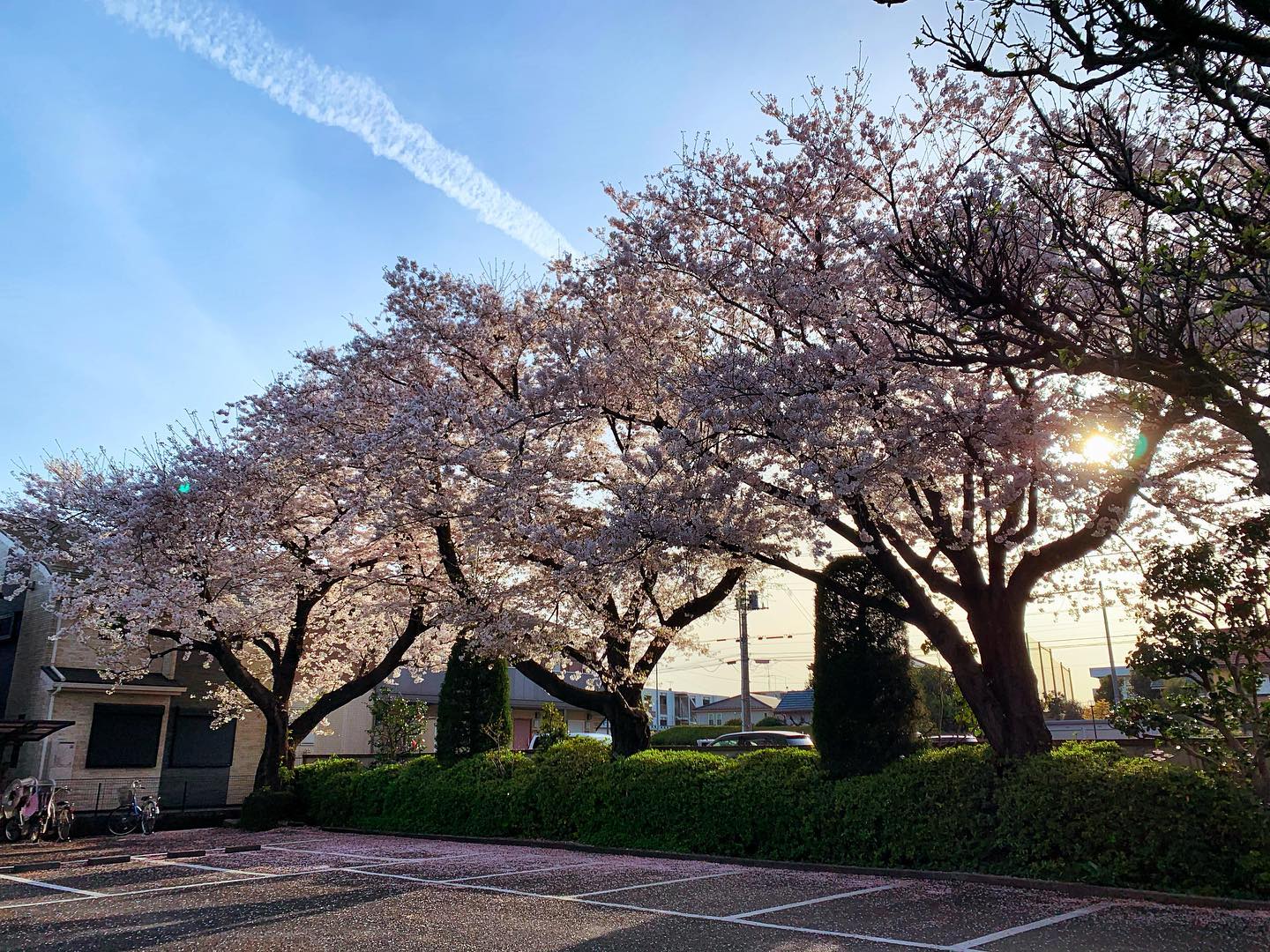 駐車場の桜が満開です
