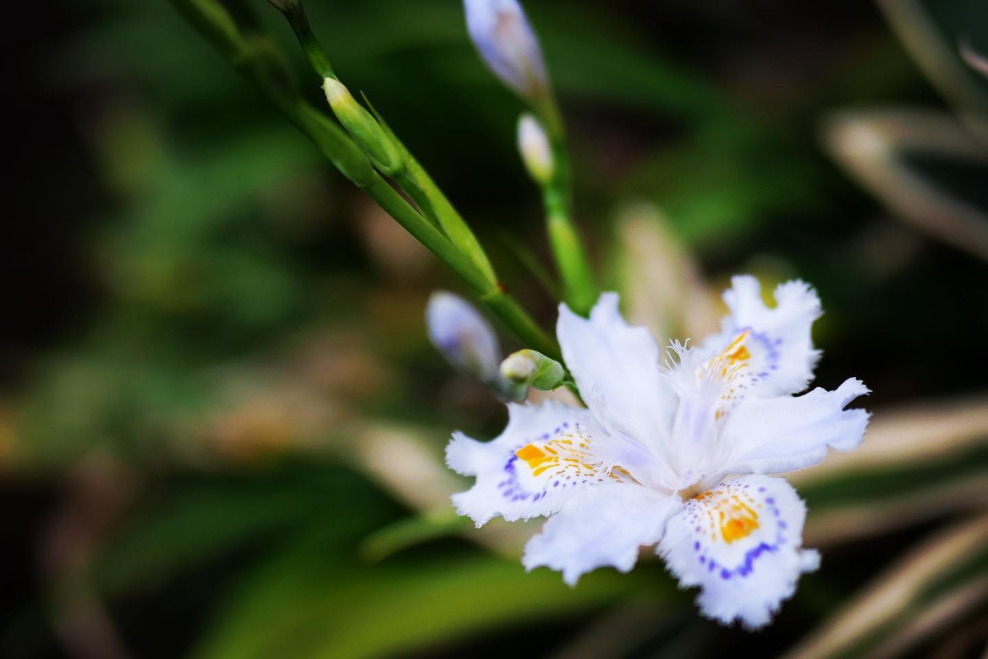 シャガが開花しました