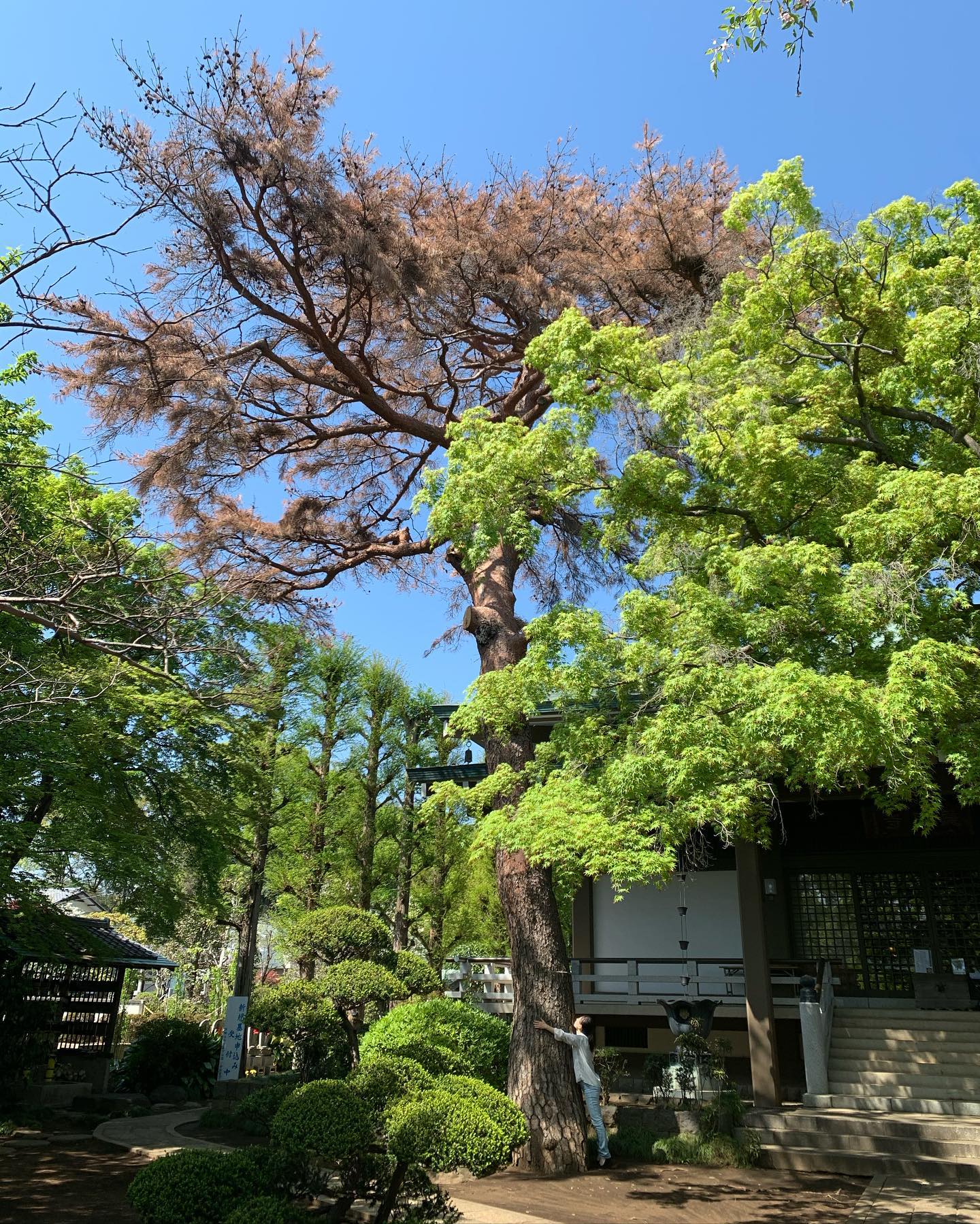 ありがとう、さようなら