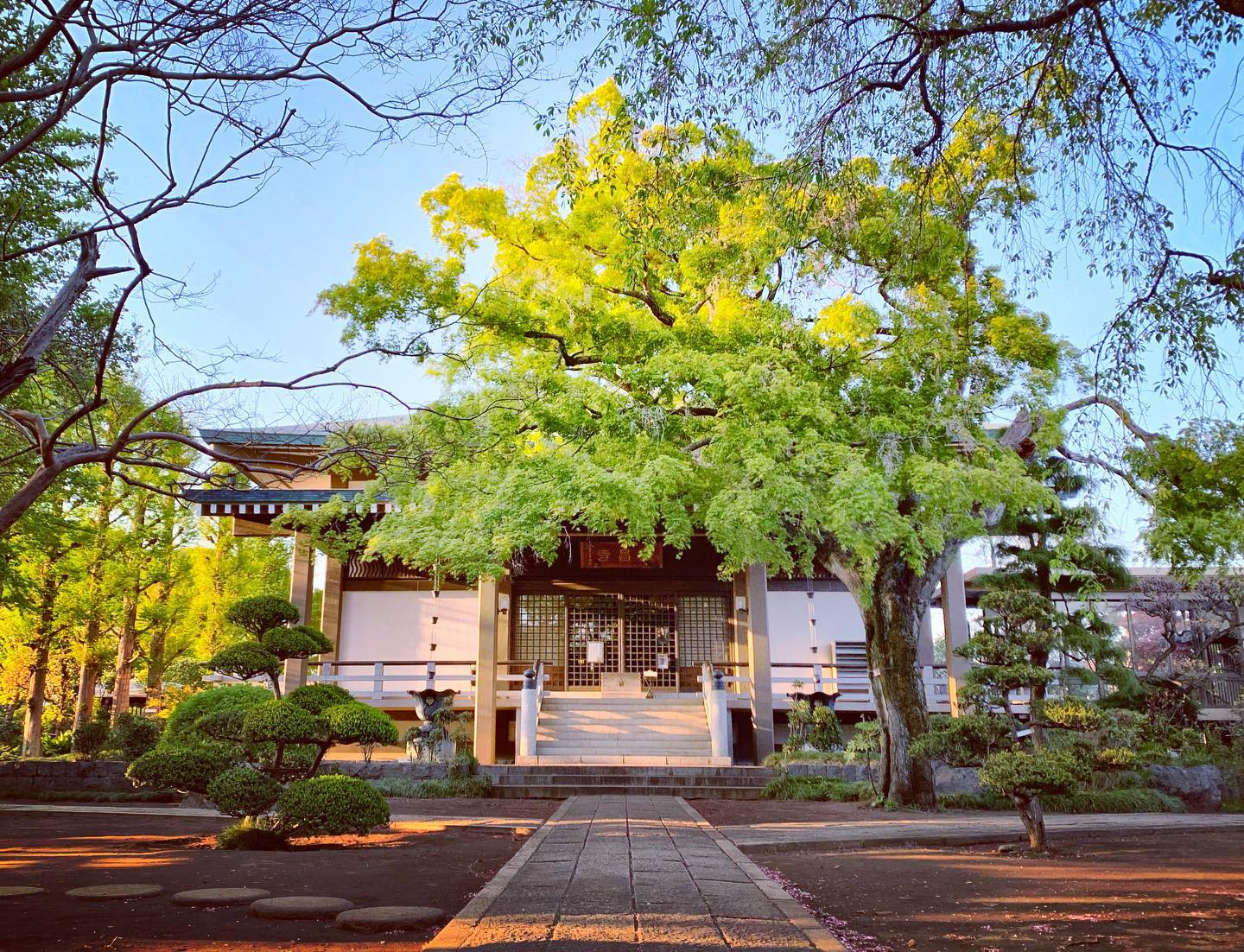 松がなくなった風景