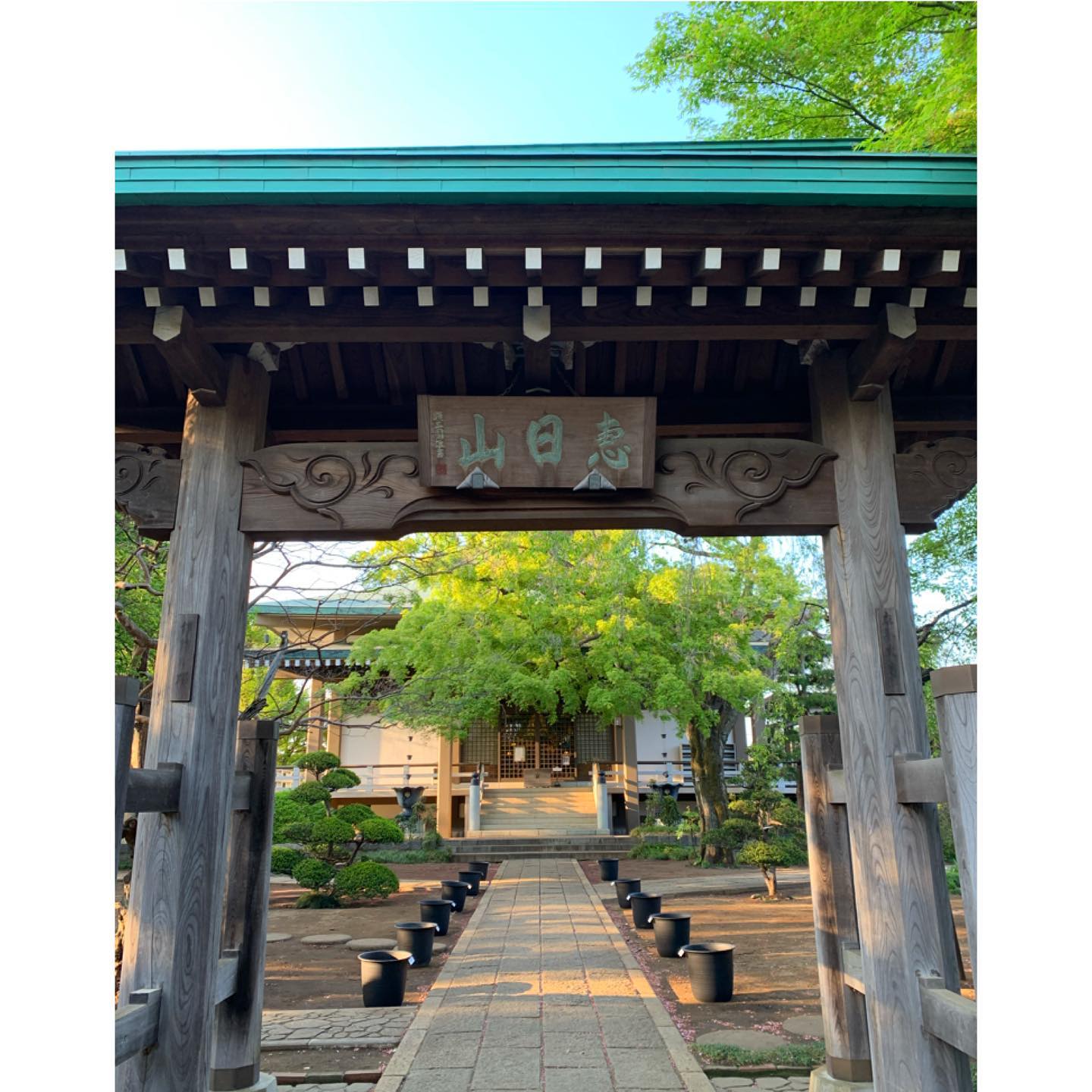 蓮の植え付け