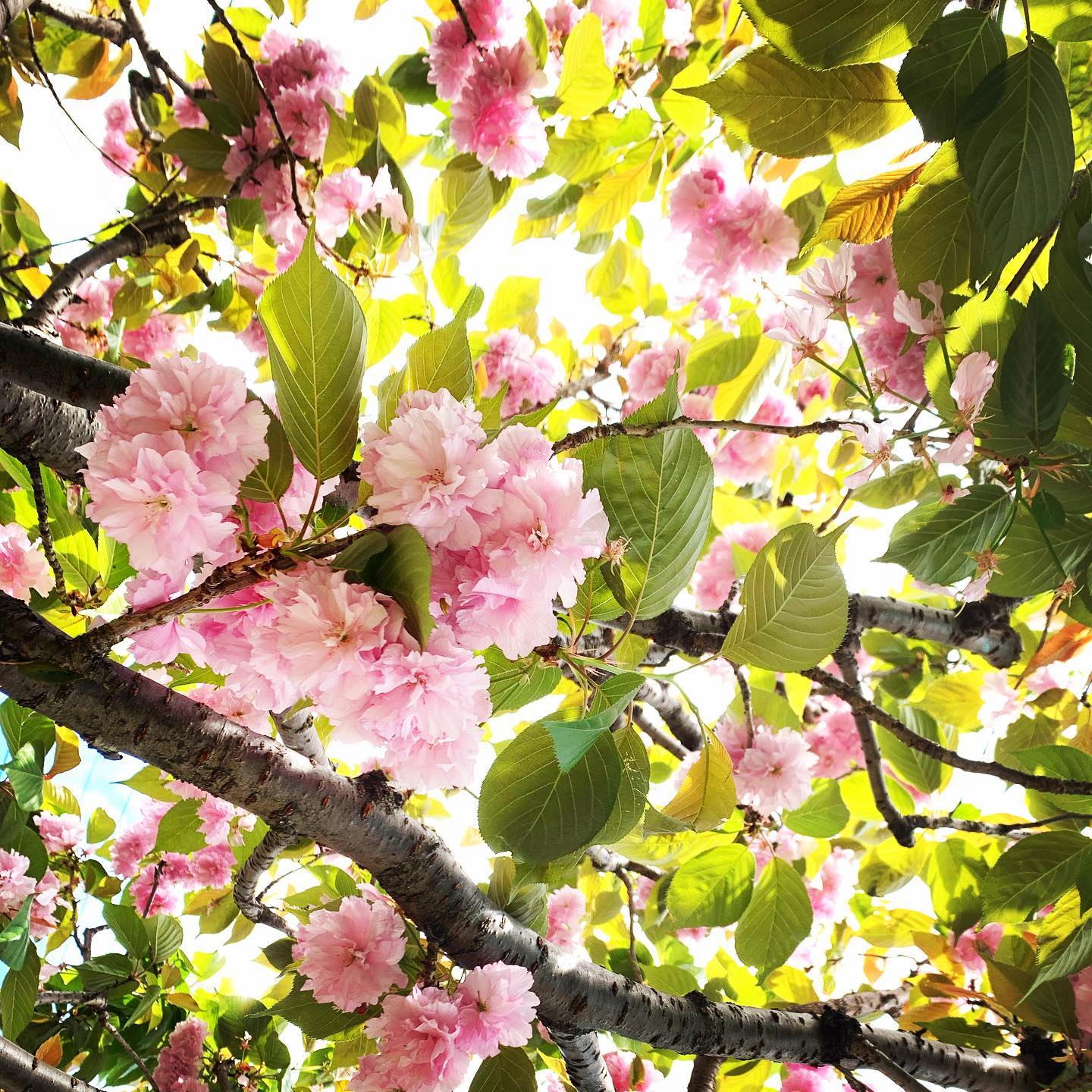 八重桜が咲いています