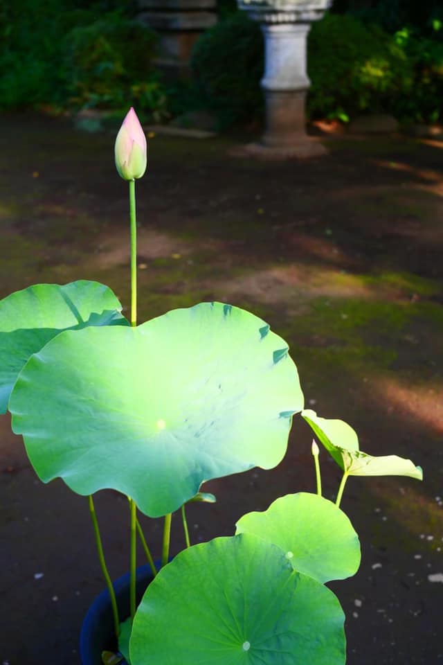 開花を待っています