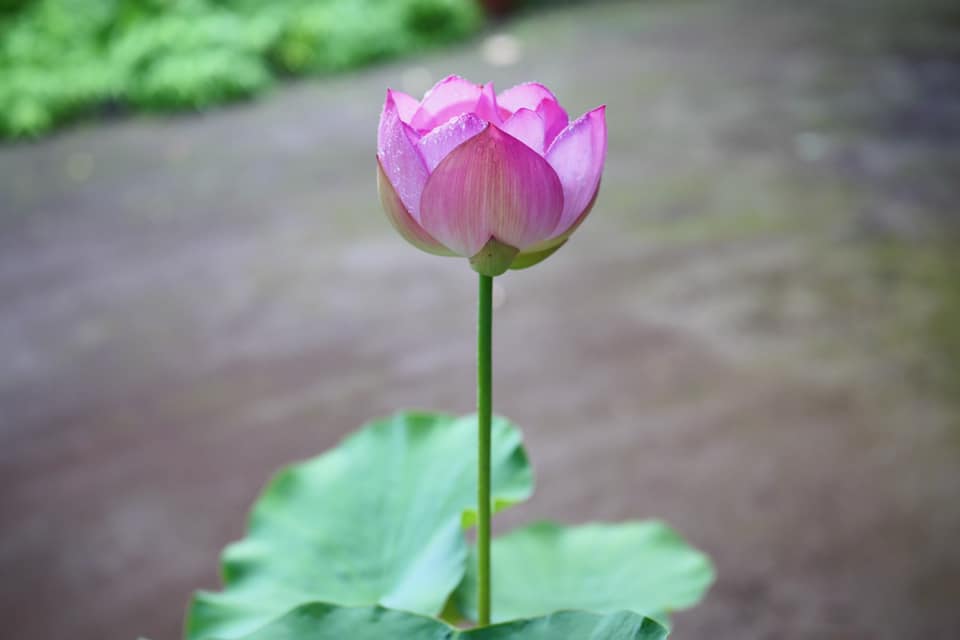 今年も出会えてありがとう