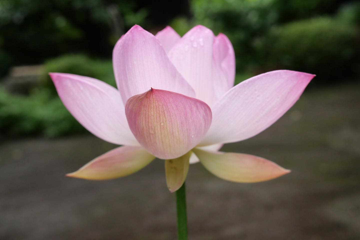 ２日目の蓮