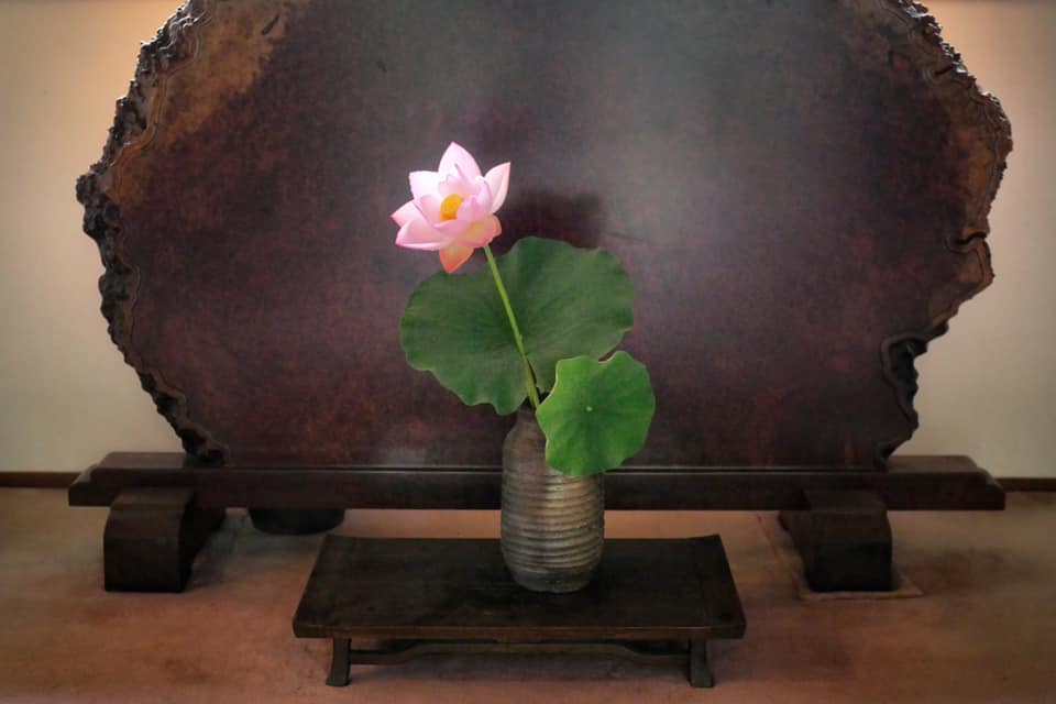 土に根を張れなかった蓮