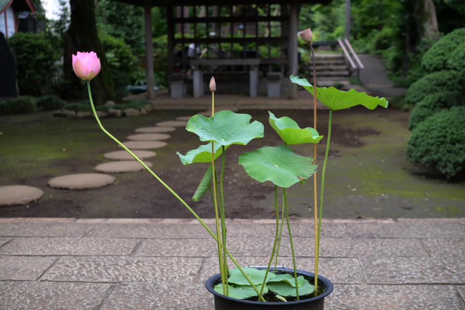 雨にも負けず
