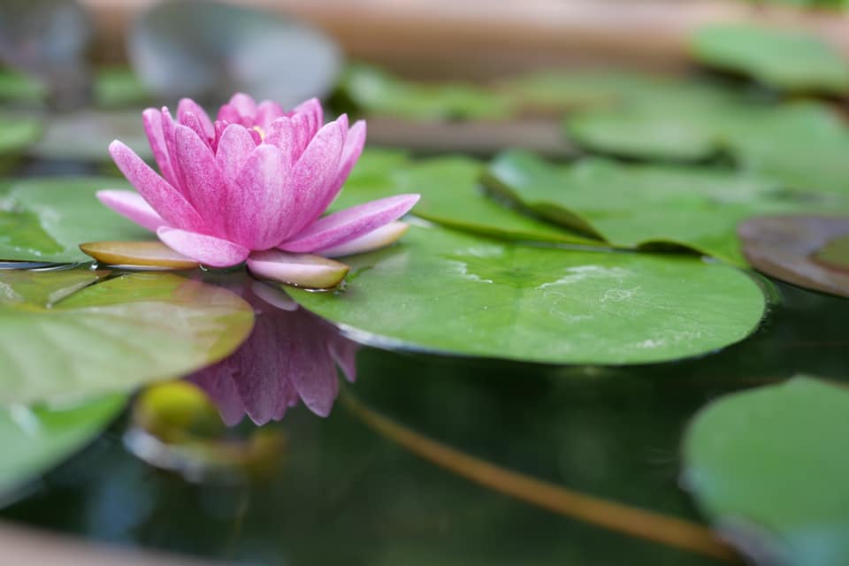 今年初めての睡蓮が開花しました