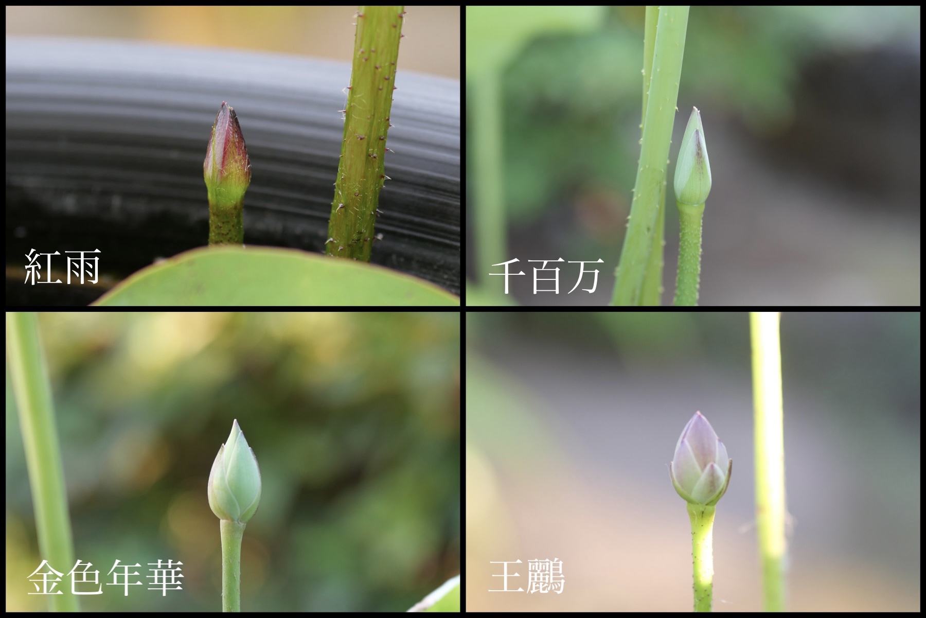 続々と