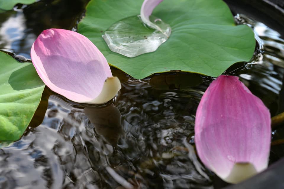 小金井盆３日目