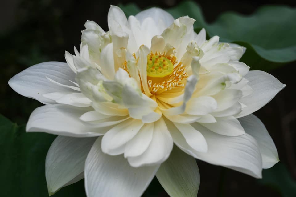 成長が止まってしまった蕾