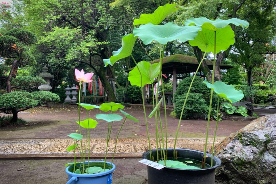 蓮兄弟の再会