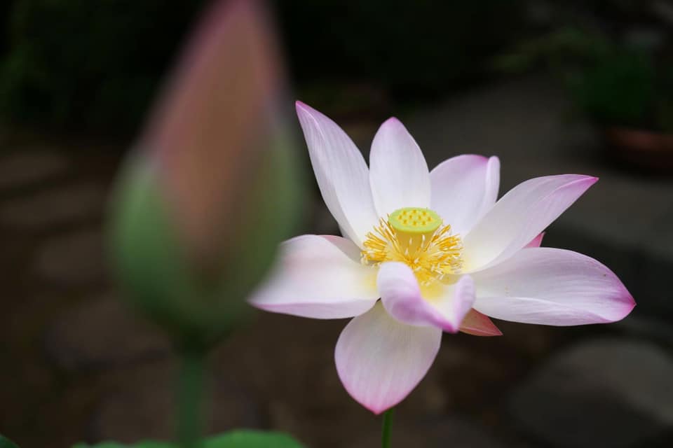 開花３日目