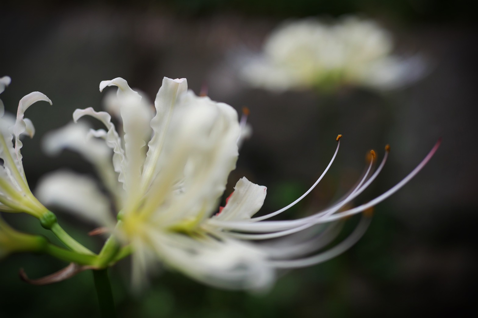 白い彼岸花