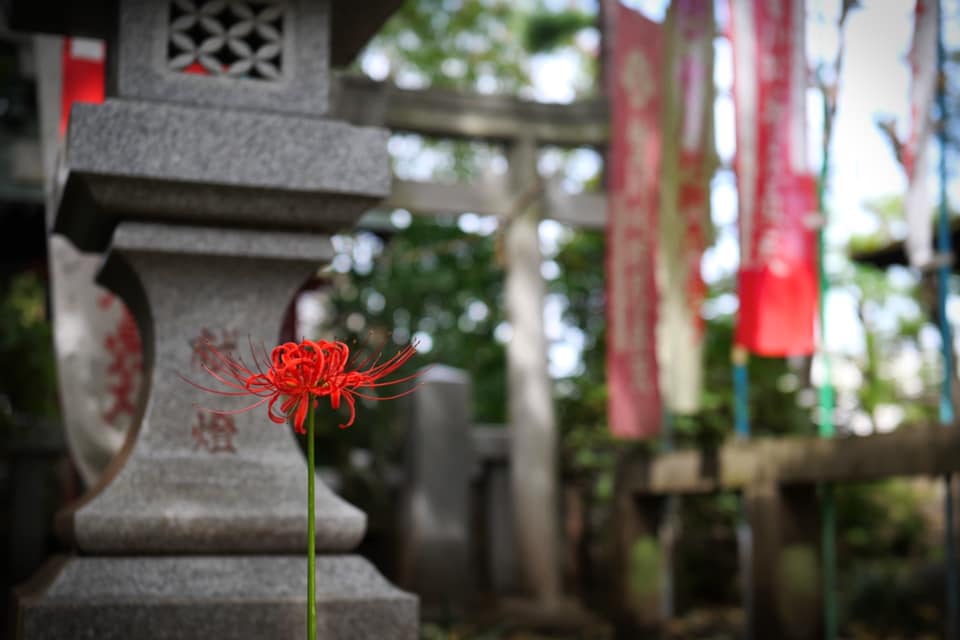 お稲荷さんと彼岸花