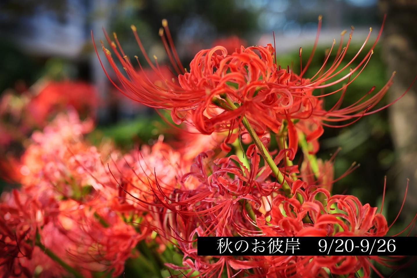彼岸花