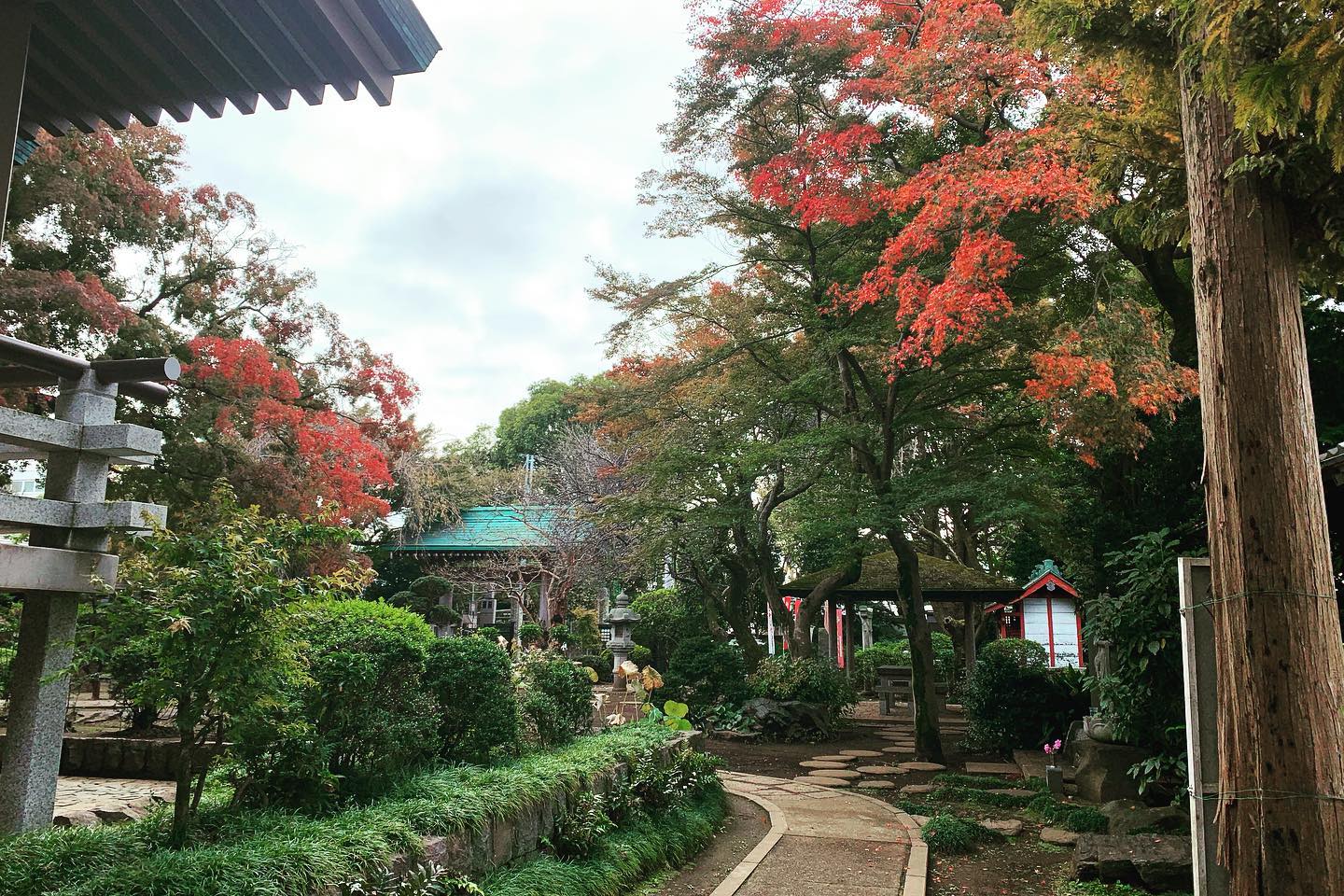 紅葉が始まっています