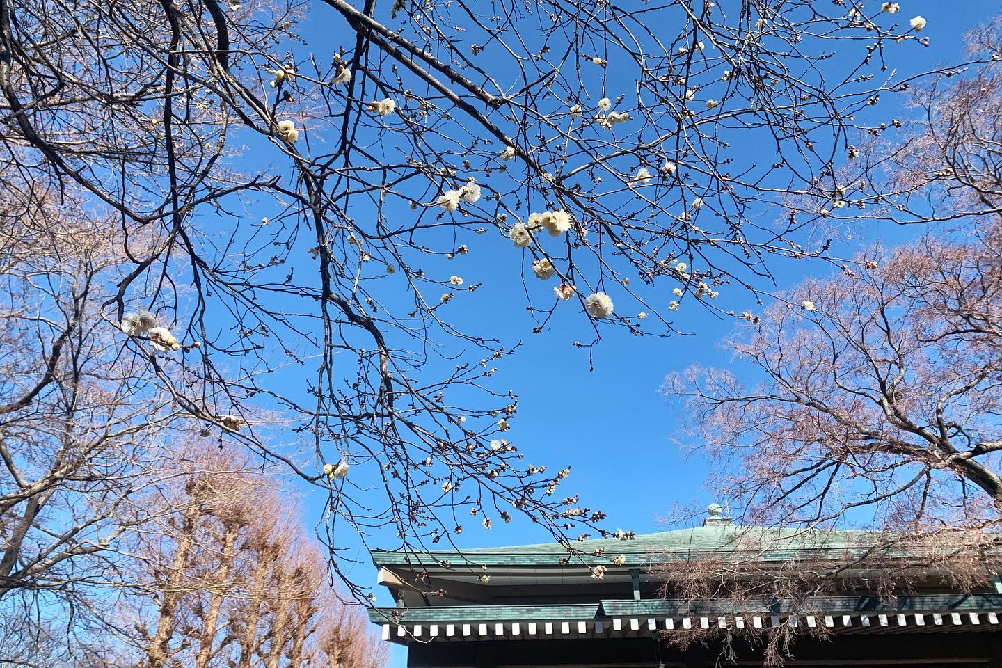 白梅
