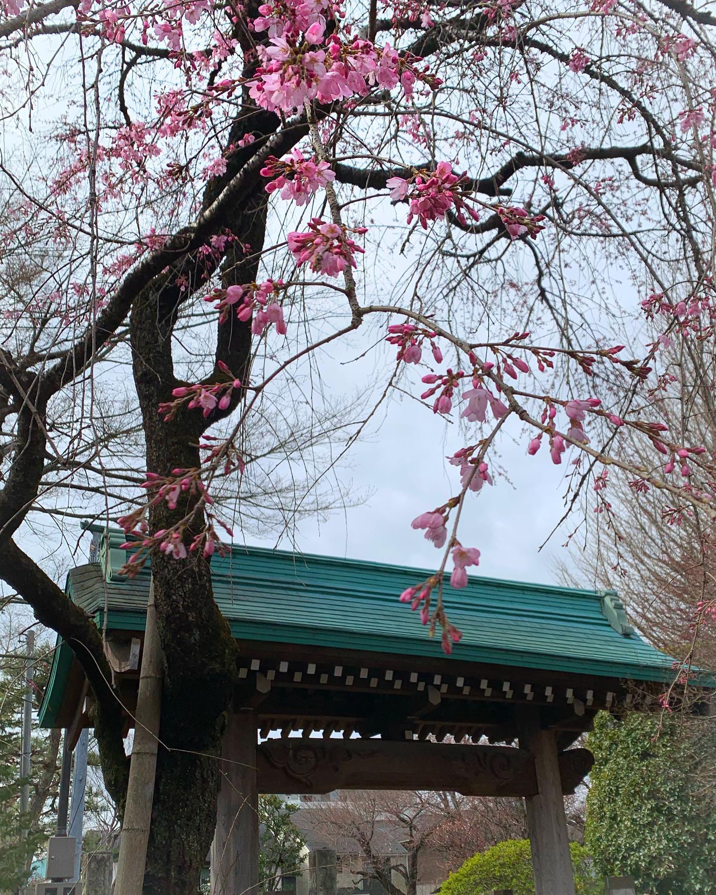 春季彼岸会一斉法要
