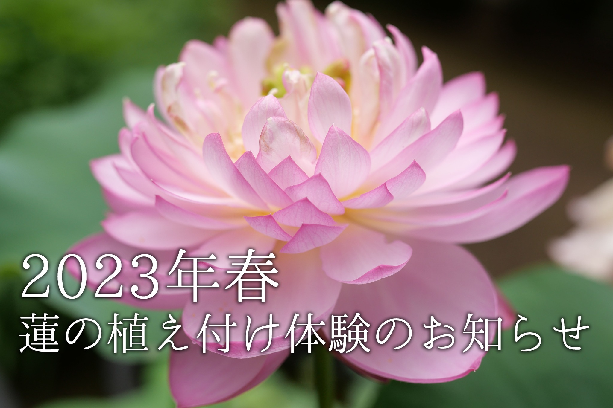 2023年春 蓮の植付け体験のお知らせ