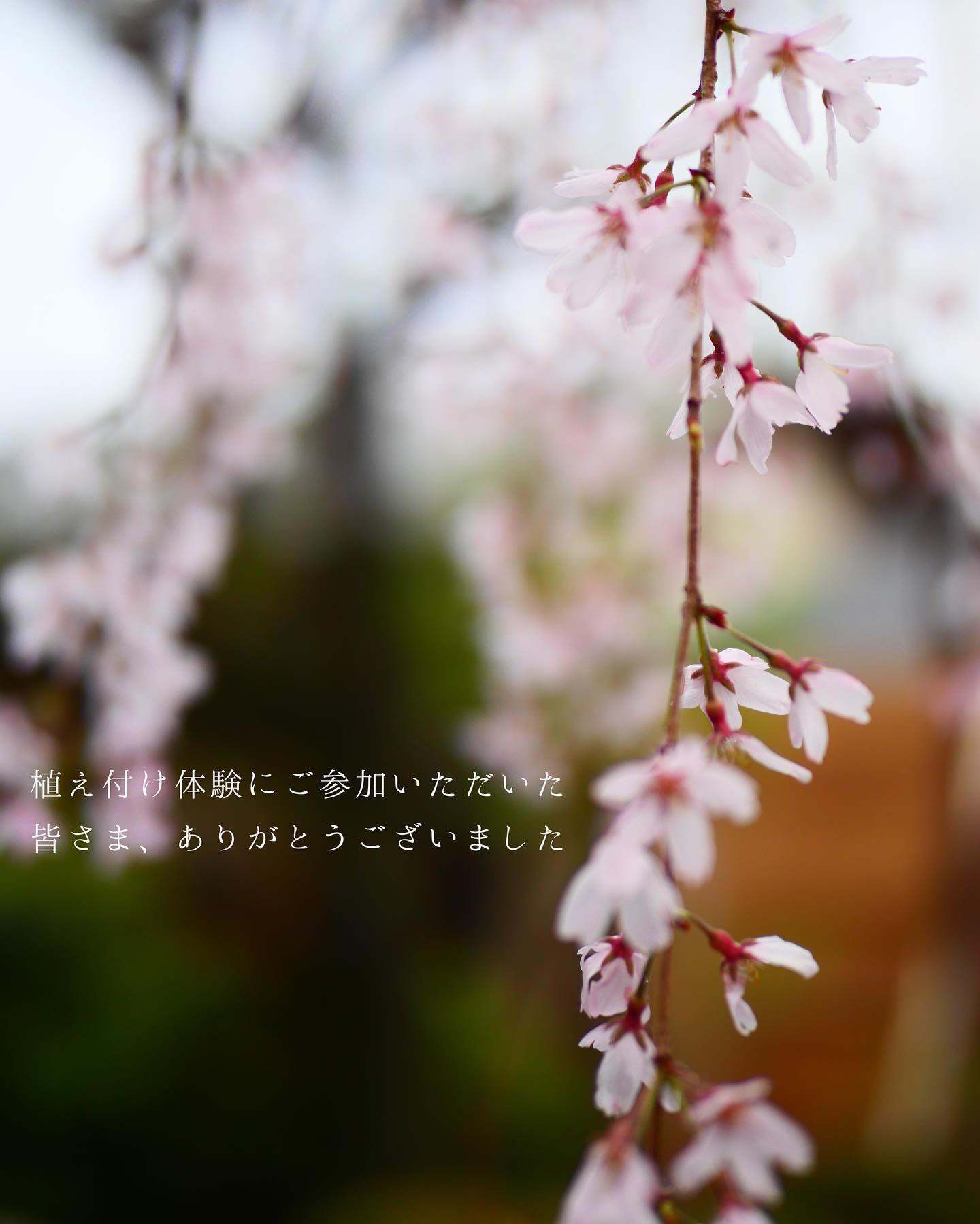 植え付け体験が終了しました