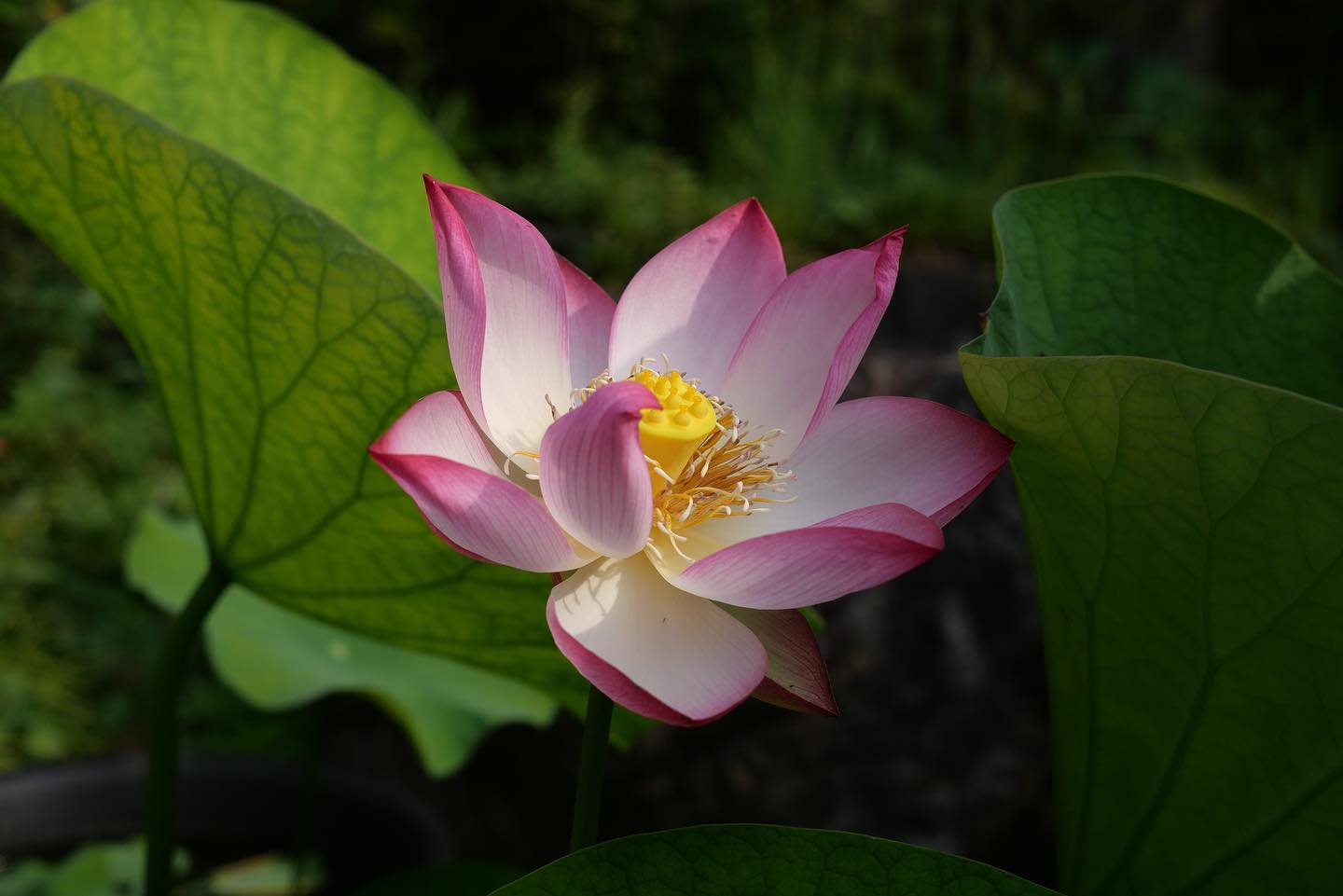 今年の一番蓮開花