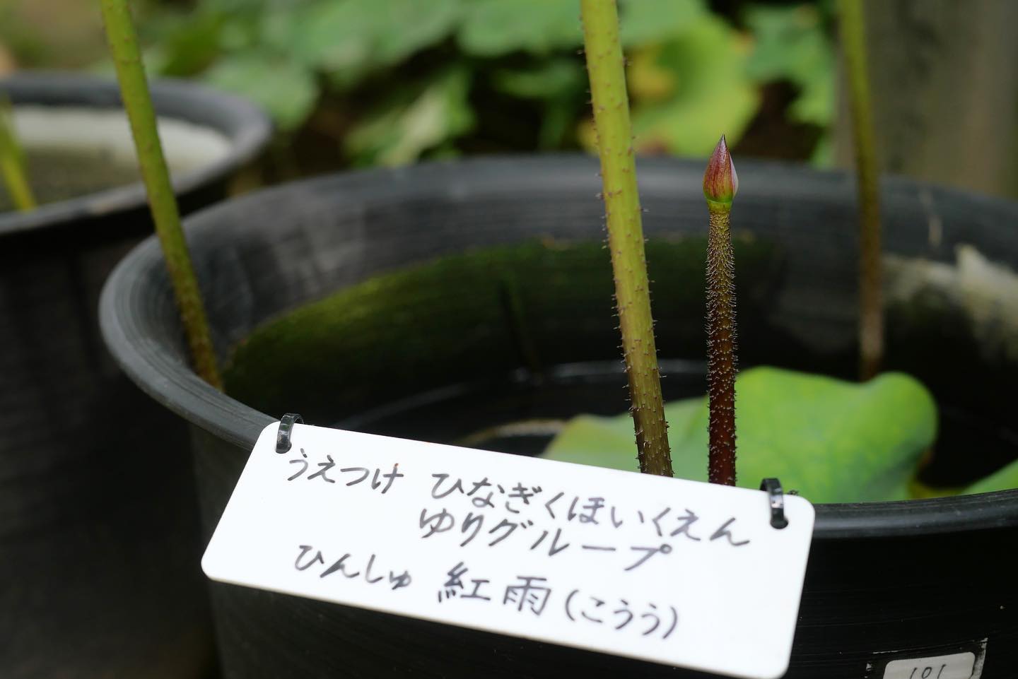 花芽が上がってきました