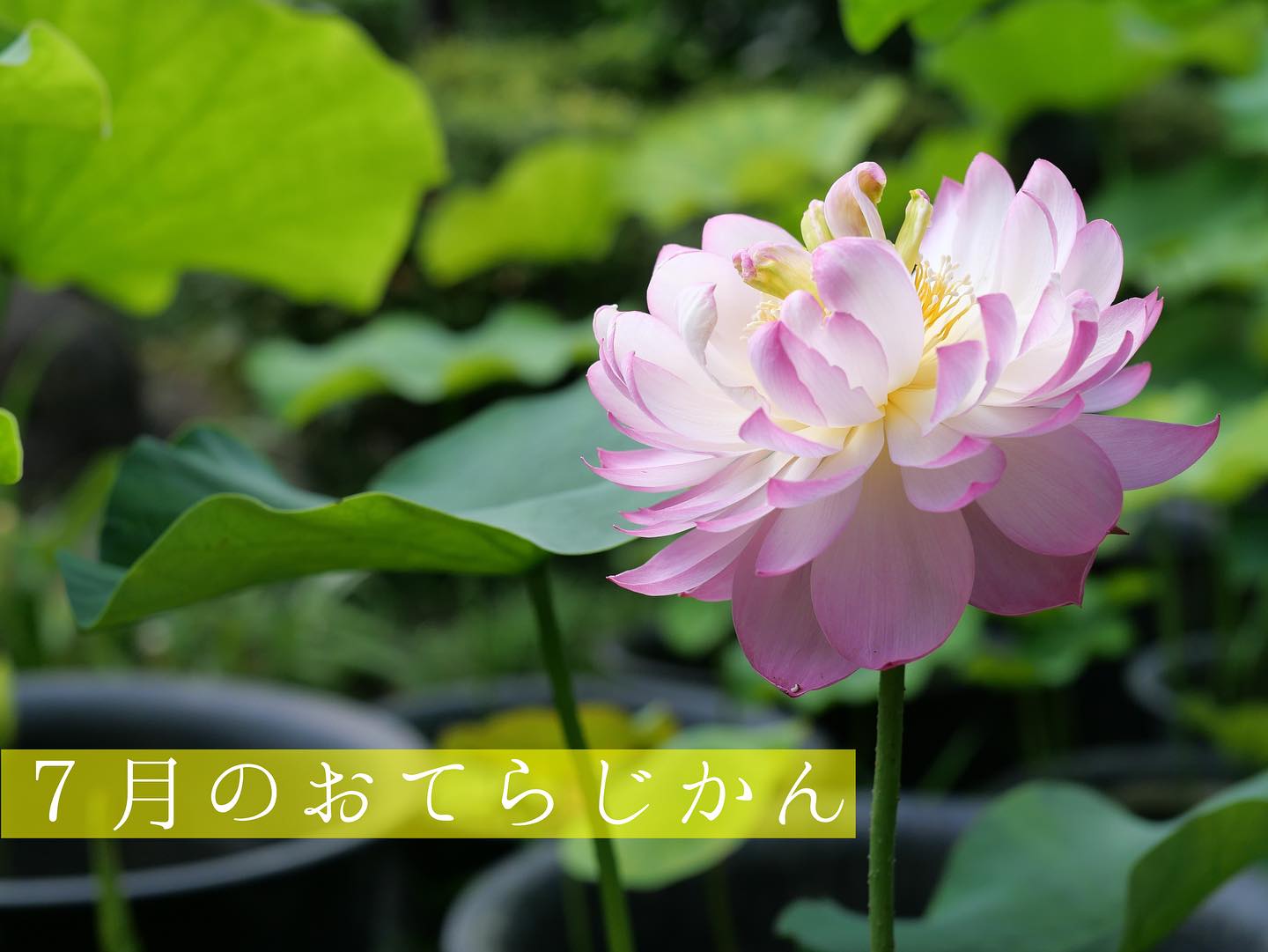 ７月のおてらじかん日程