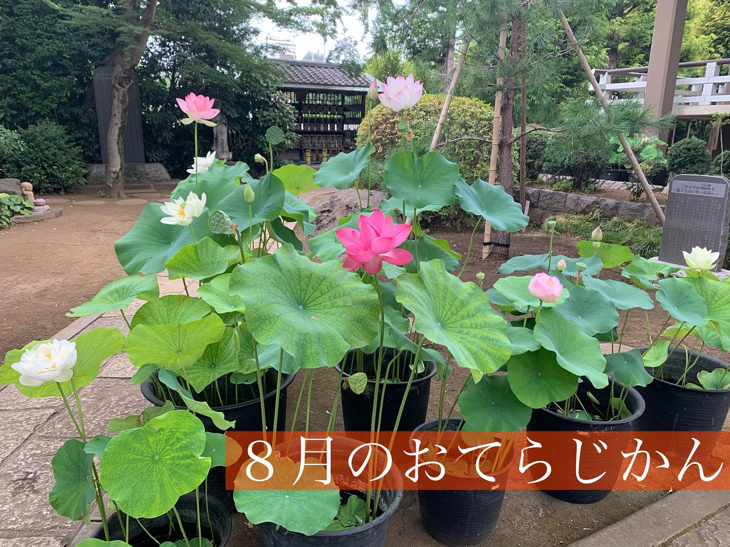８月のおてらじかん日程