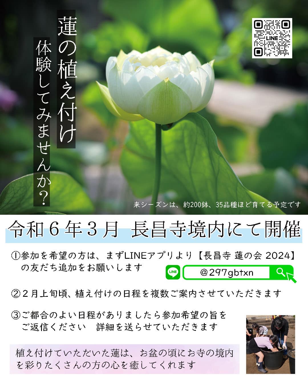 令和６年春　蓮の植え付けについて