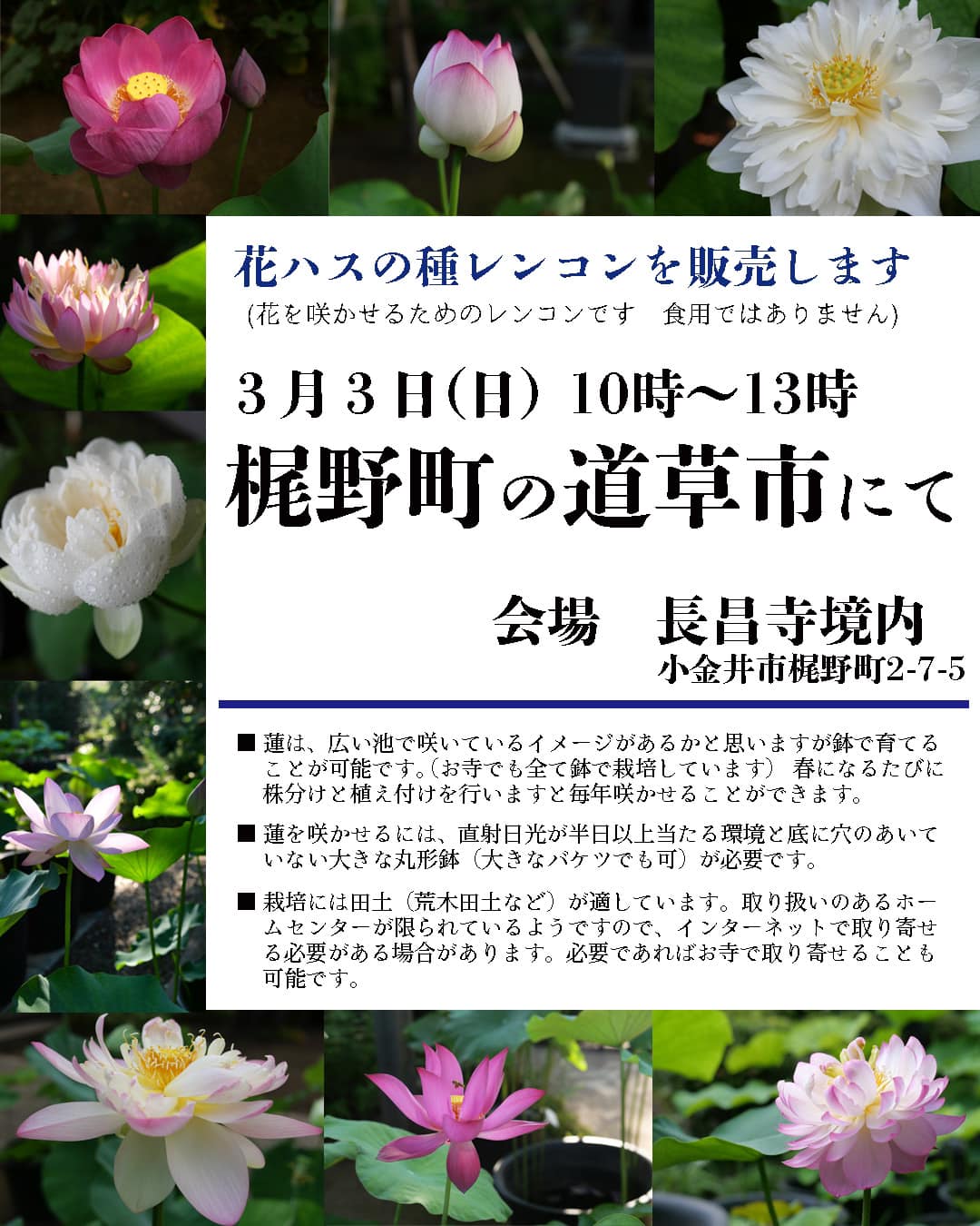 花ハスの種レンコンを販売します