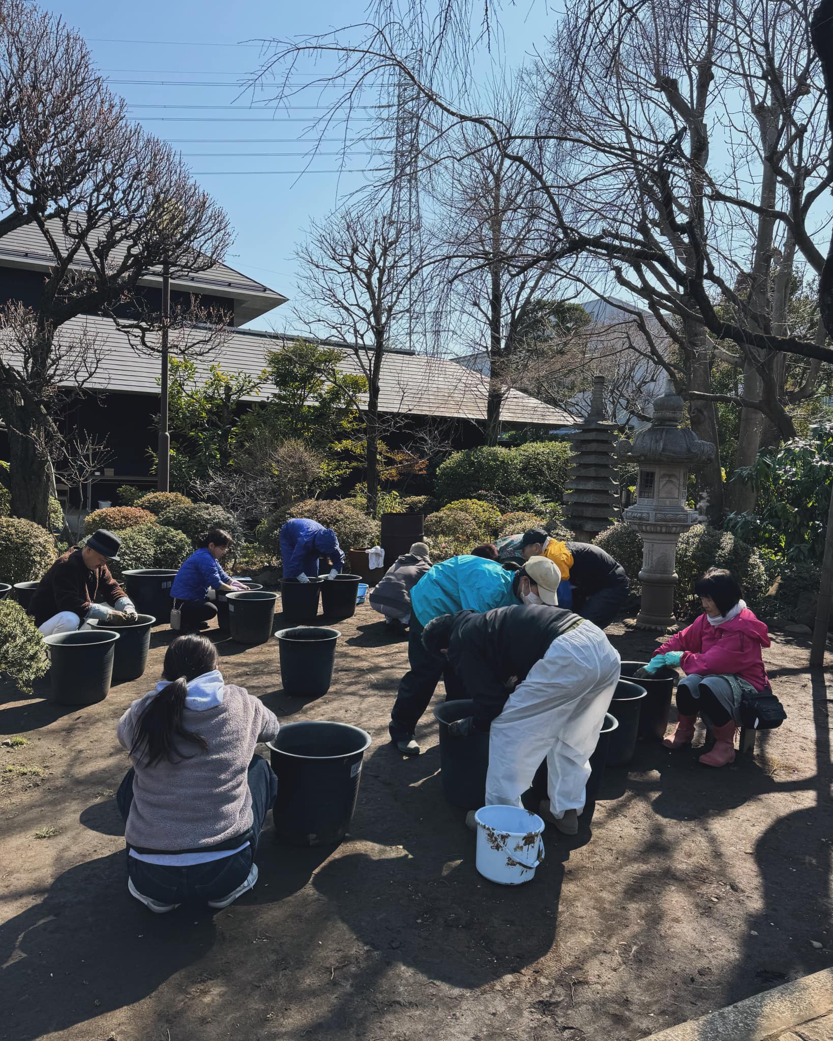 蓮の植え付けが始まりました