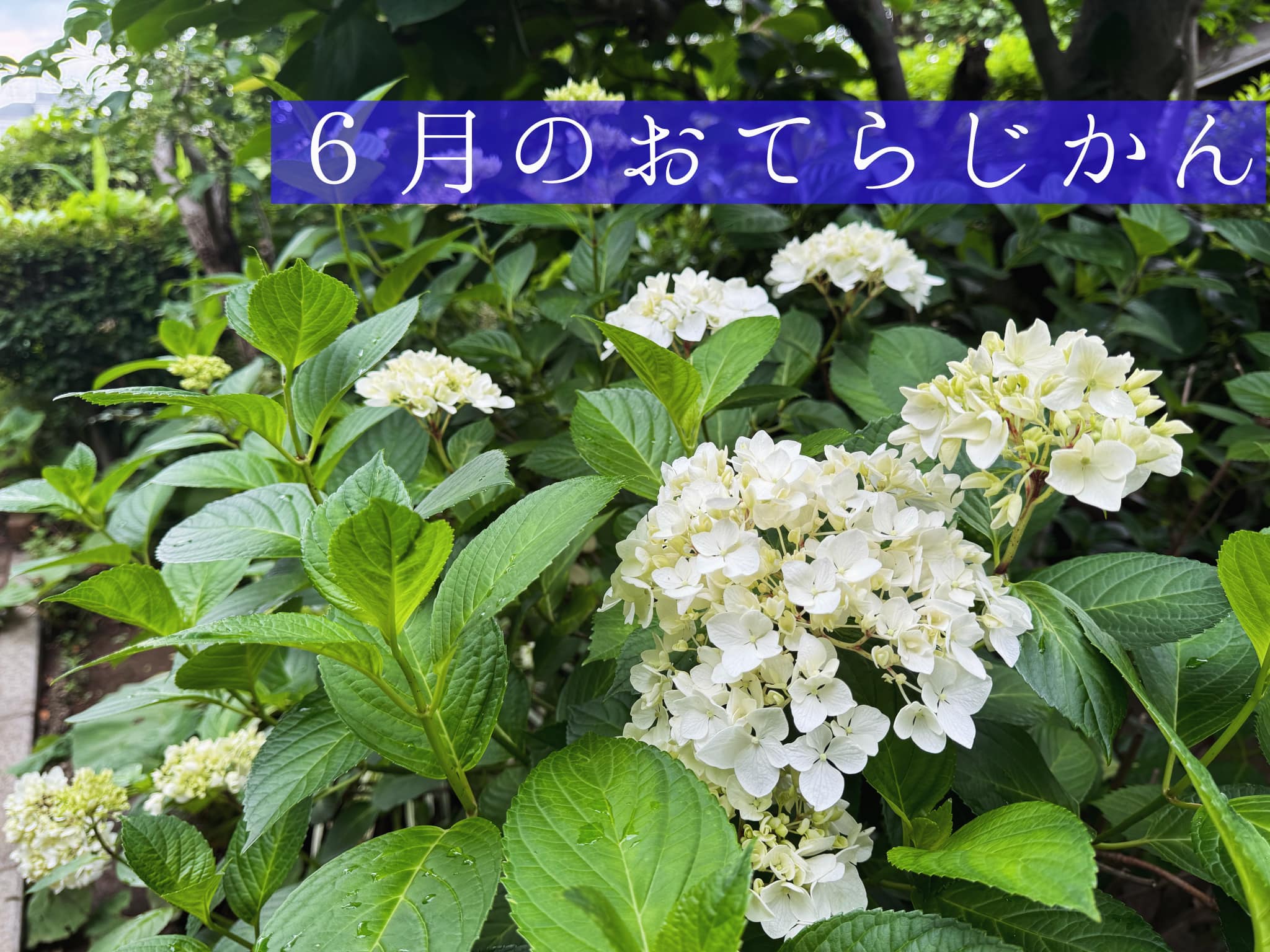 ６月のおてらじかん日程