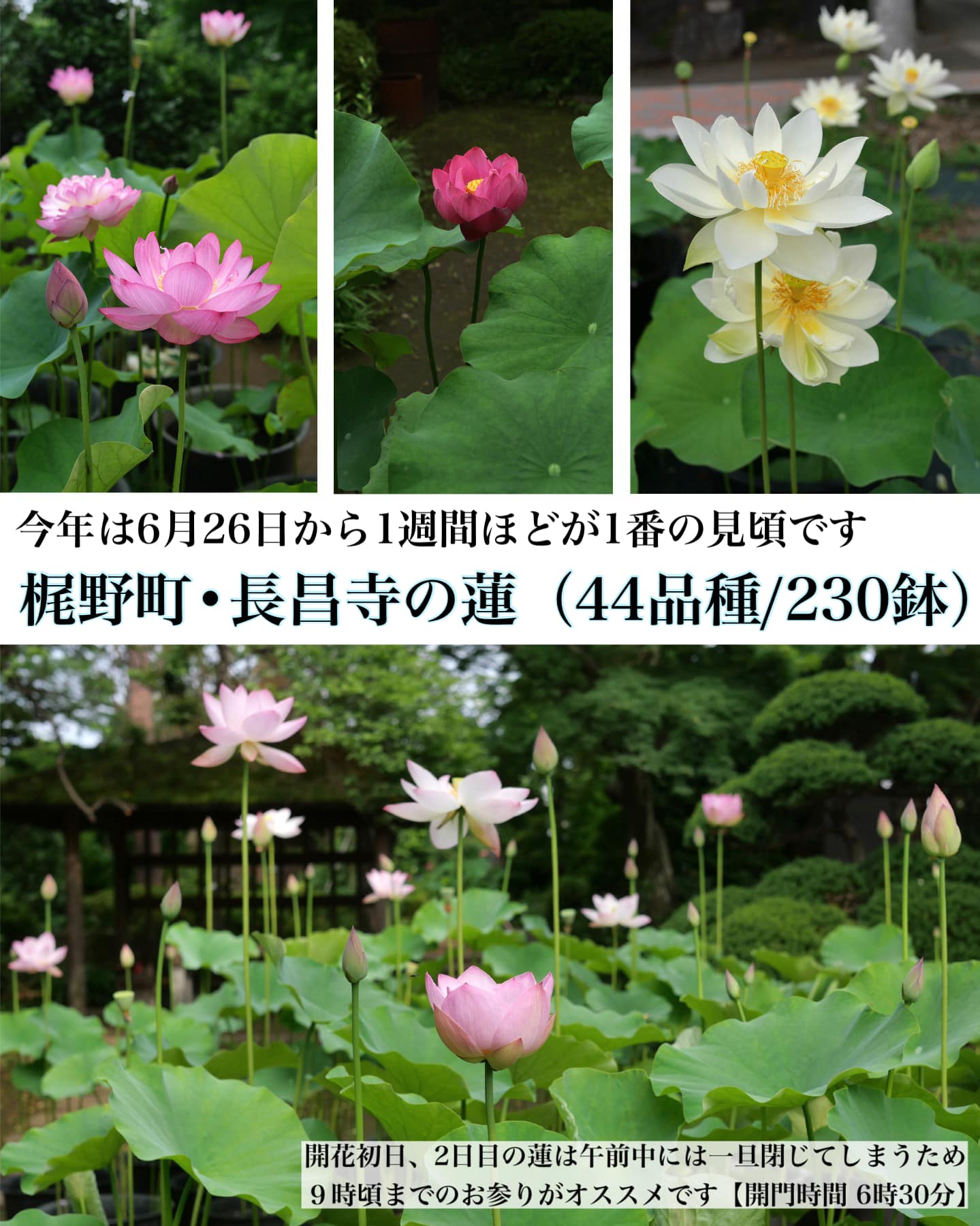 蓮が見頃です