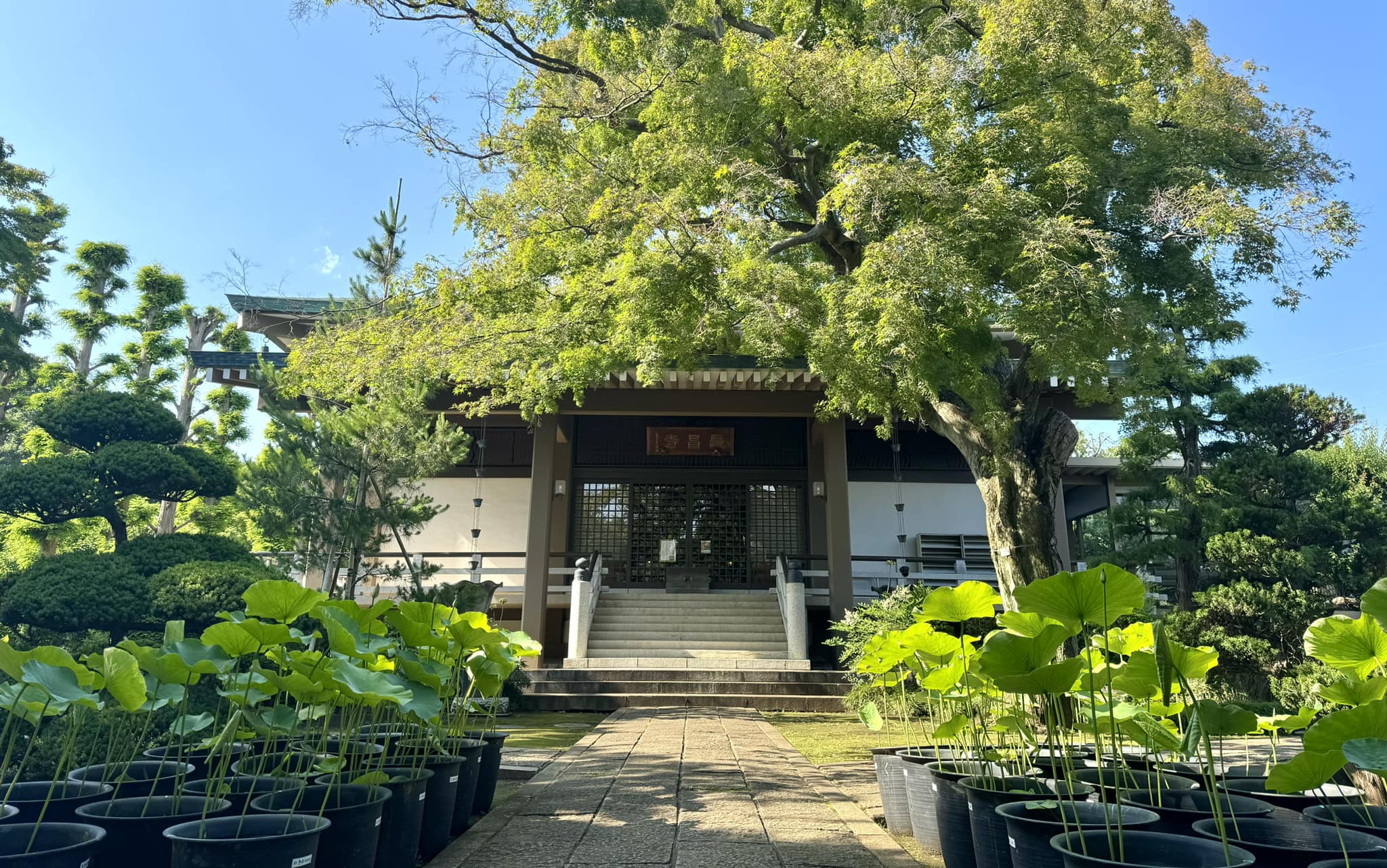 梶野町の道草市