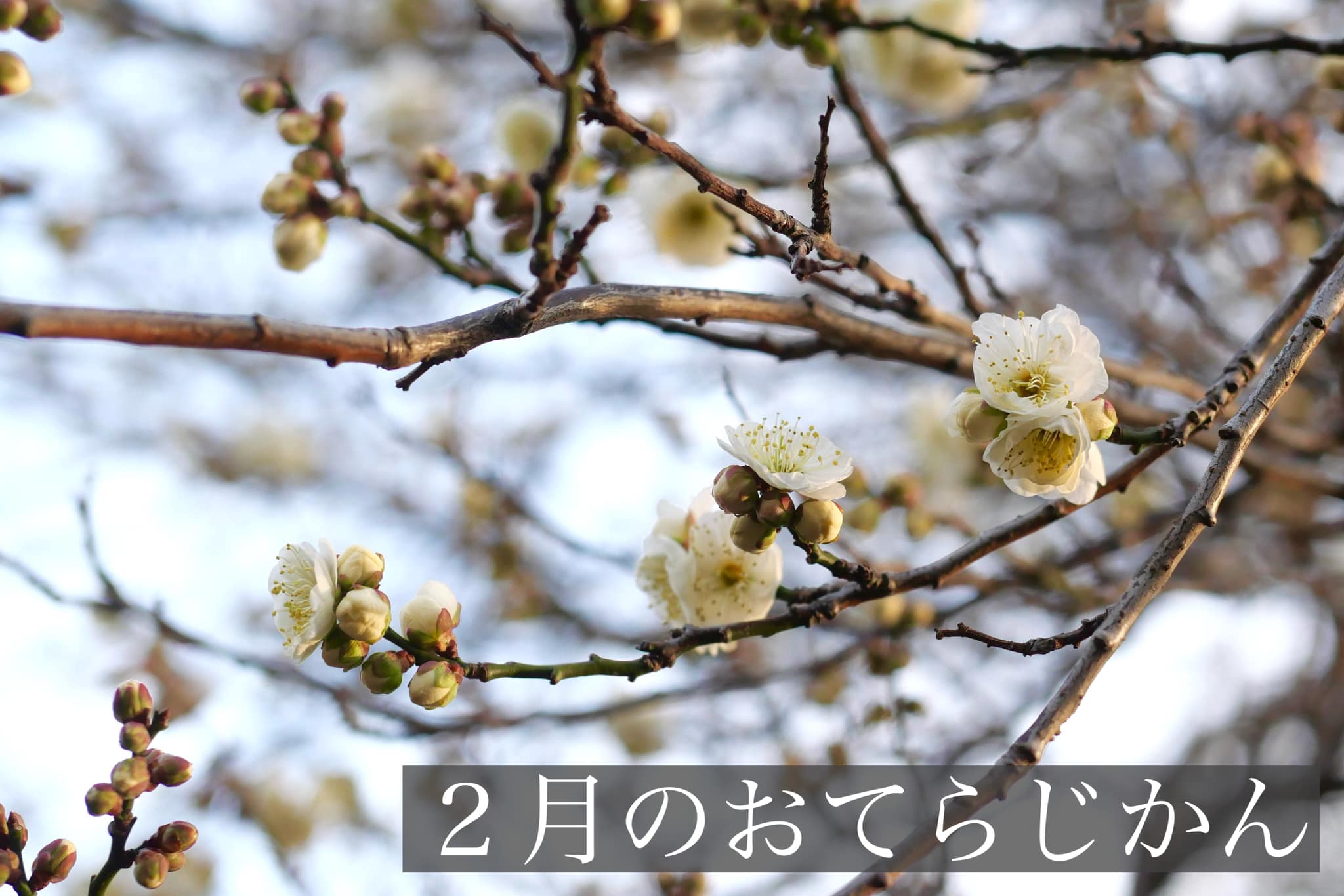 ２月のおてらじかん日程