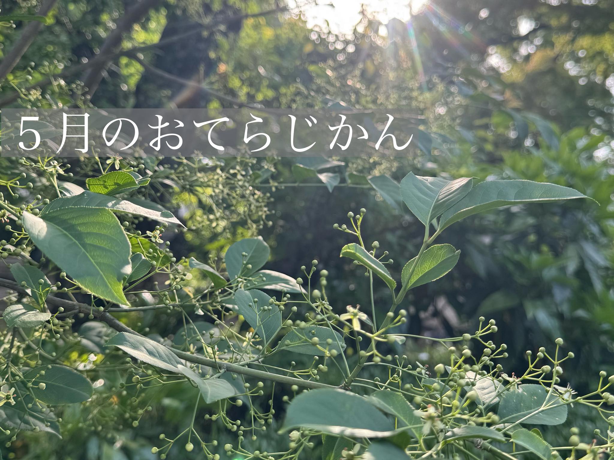 ５月のおてらじかん日程