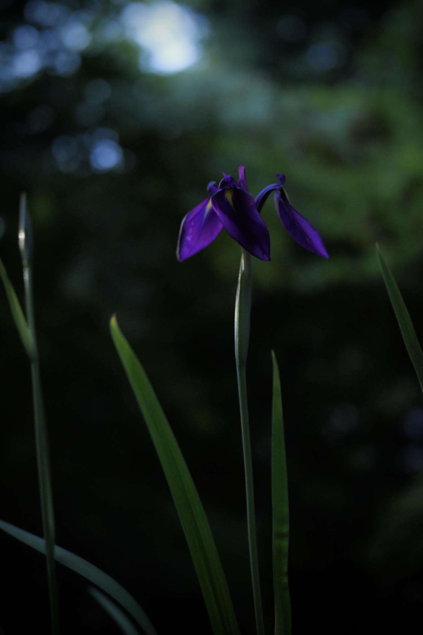 花菖蒲