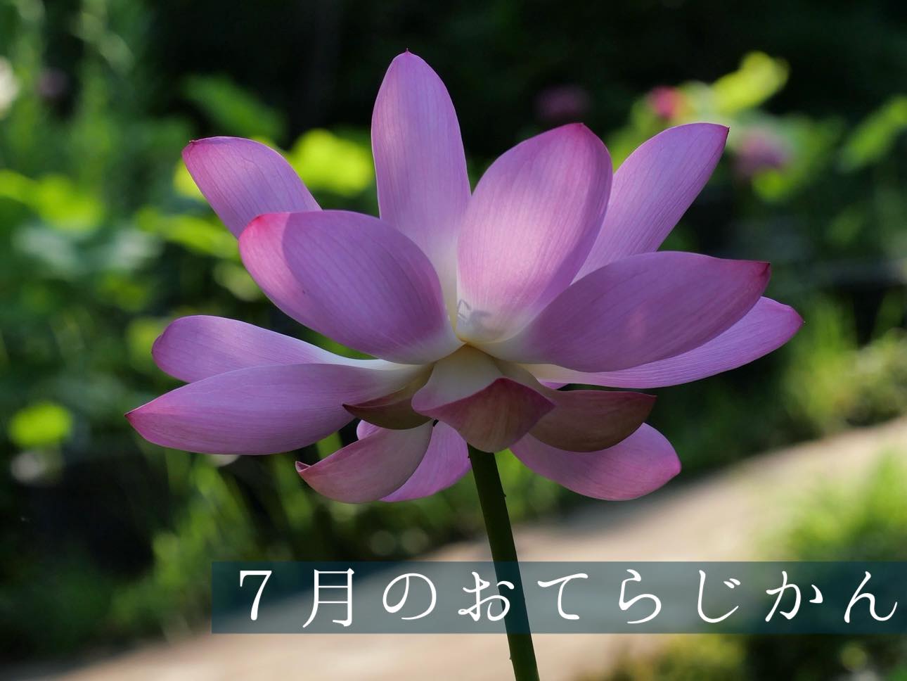 ７月のおてらじかん日程