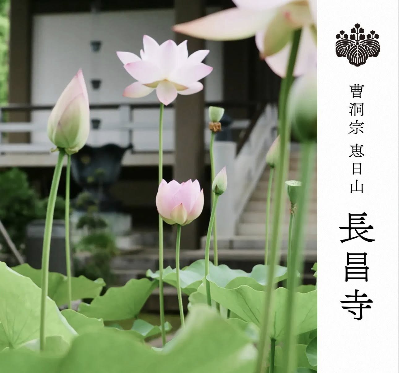 長昌寺ウェブサイトリニューアルのお知らせ